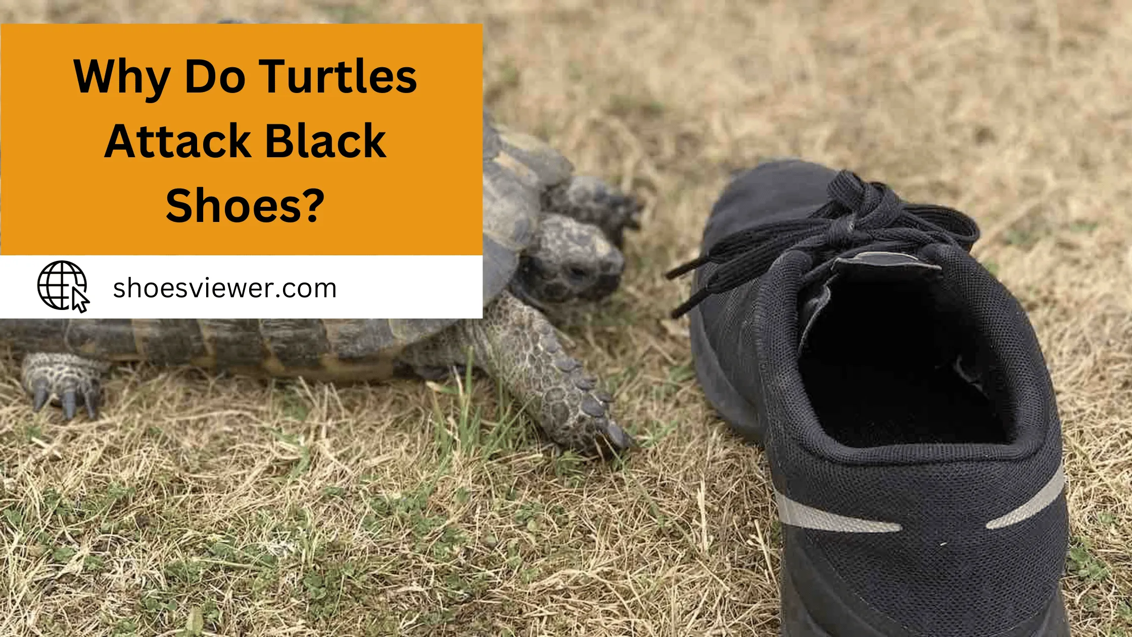 Why Do Turtles Attack Black Shoes? Step By Step Guide